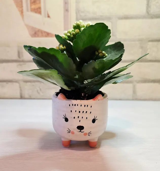 Happy Valentine’s Day, Mom! We love you! ❤️❤️❤️